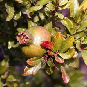 Granátovník púnsky (Punica Granatum) ´FINA TENDRAL´ - výška 20-40 cm, kont. C2L 